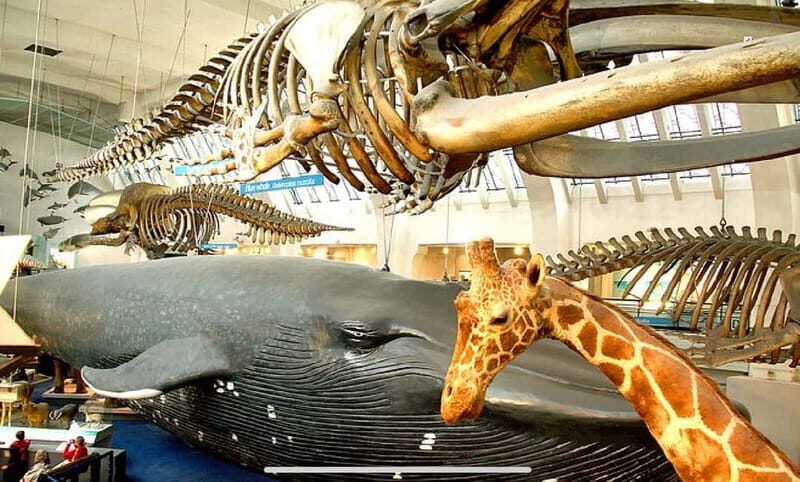 London: Natural History Museum + Guided Tour+ Priority Entry - Final Thoughts