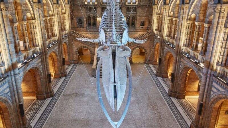 london-natural-history-museum-tour