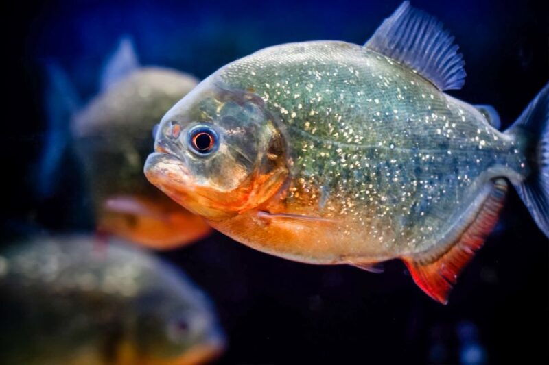 london-sea-life-entry-ticket