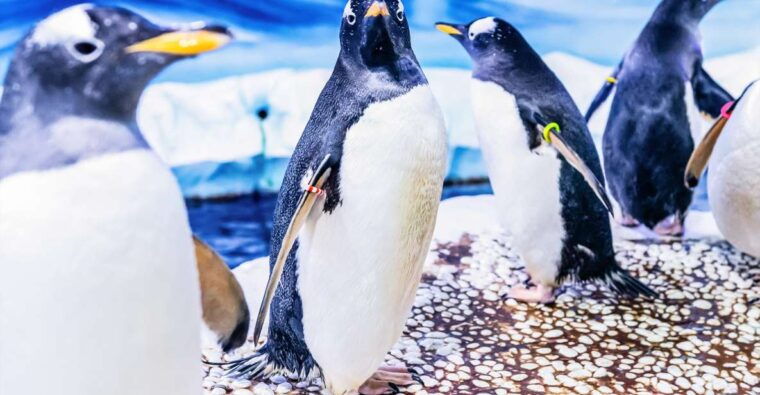 london-sea-life-entry-ticket