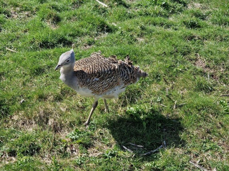 london-stonehenge-and-woodhenge-private-black-cab-tour