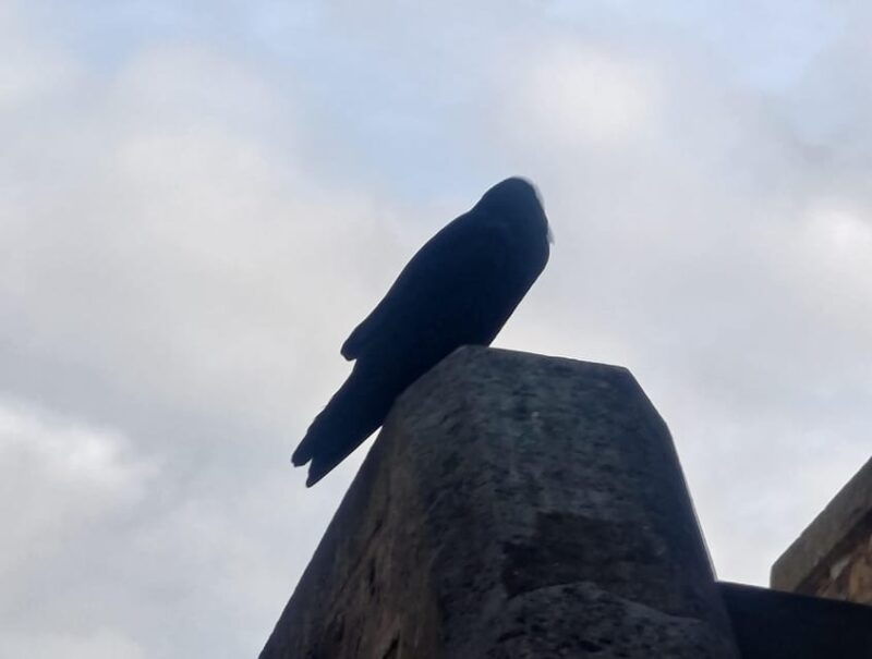 london-tower-of-london-and-tower-bridge-guided-tour