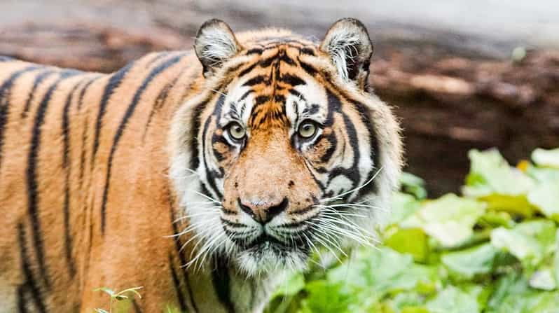 london-zoo-entry-ticket-2