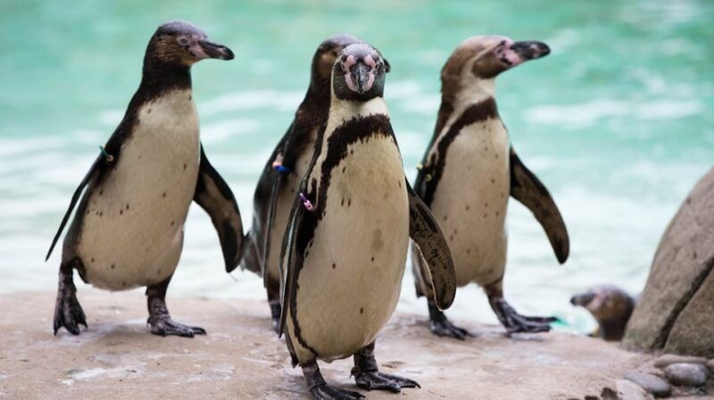 london-zoo-entry-ticket-2