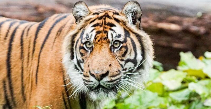 london-zoo-entry-ticket-2
