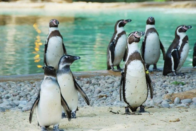 london-zoo-entry-ticket