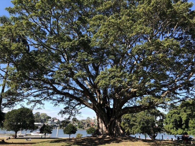 Lone Pine and Brisbane City Highlights - Who Is This Tour Best For?