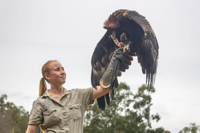 Lone Pine Koala Sanctuary Day Pass - Practical Tips for Visiting