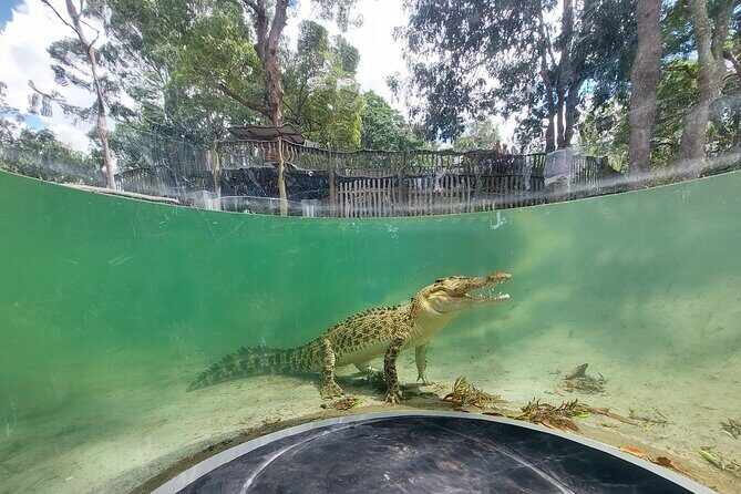 Lone Pine Koala Sanctuary Day Pass - The Sum Up