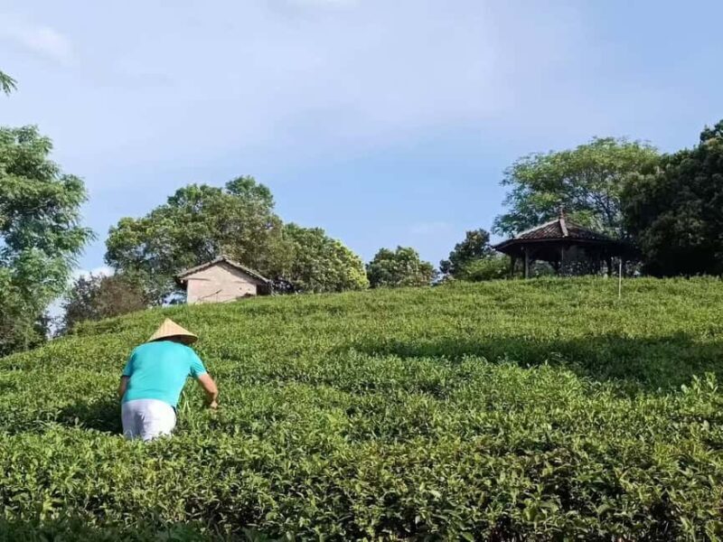 Longji Rice Terraces: 1-Day Private Tour - Authentic Experiences and Insights from Reviews