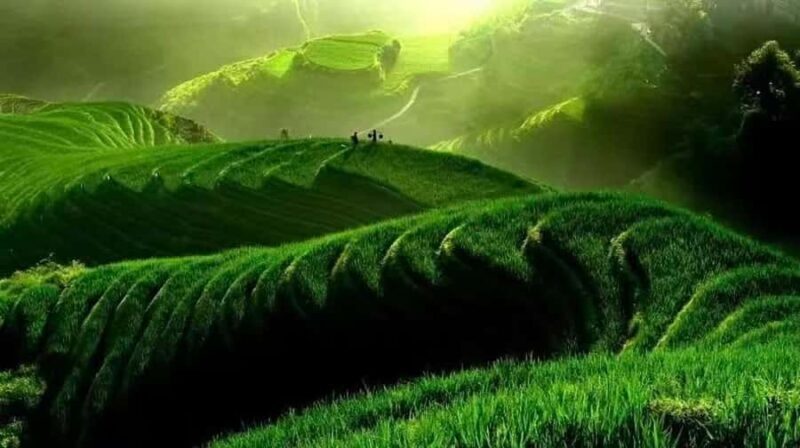 Longji Rice Terraces Flex Tour | Free Explore or Wide View - Deep Dive into the Itinerary