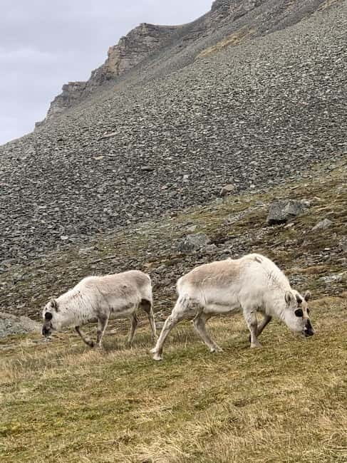 Longyearbyen: Panorama view hike - Platåfjellet Guided Hike - FAQ