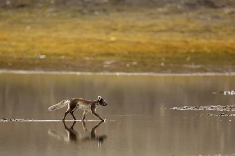 Longyearbyen: Wildlife Safari & Hiking Photography Tour - Longyearbyen: Wildlife Safari & Hiking Photography Tour – A Practical Guide