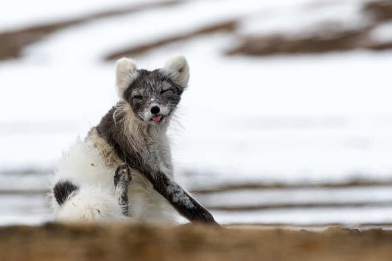 Longyearbyen: Wildlife Safari & Hiking Photography Tour - What’s Included and What’s Not