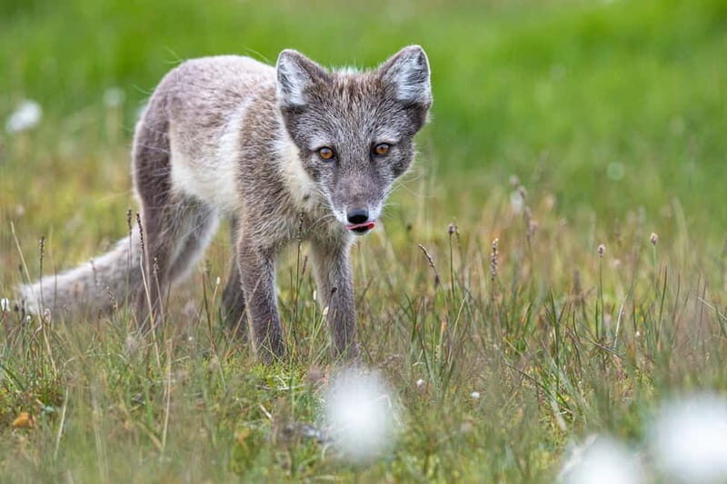 Longyearbyen: Wildlife Safari & Hiking Photography Tour - The Real Value—How It Stacks Up