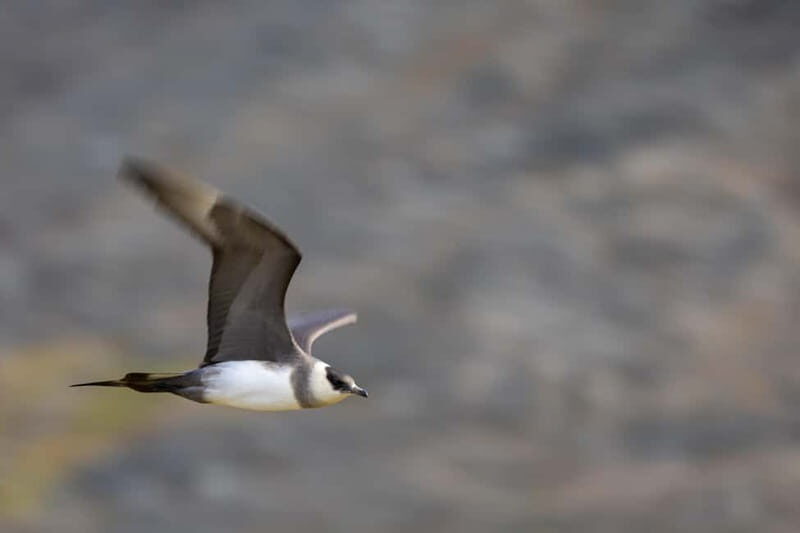 Longyearbyen: Wildlife Safari & Hiking Photography Tour - Frequently Asked Questions (FAQs)