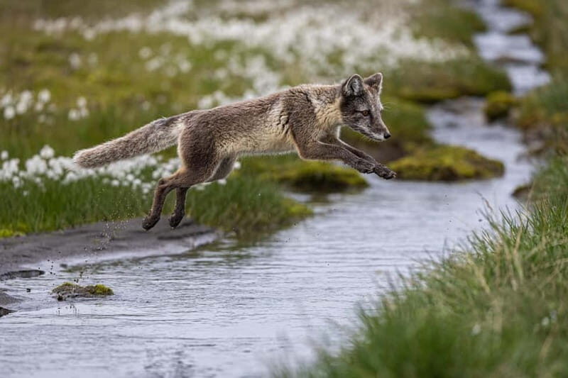 Longyearbyen: Wildlife Safari & Hiking Photography Tour - Final Thoughts