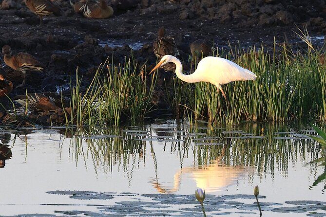 LookAbout Darwin, Wetlands & Wildlife Premium Tour - Max 6 Guests - Introduction