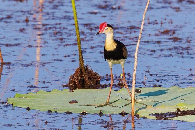 LookAbout Darwin, Wetlands & Wildlife Premium Tour - Max 6 Guests - What the Tour Offers: An In-Depth Look
