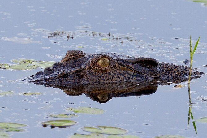 LookAbout Darwin, Wetlands & Wildlife Premium Tour - Max 6 Guests - Who Would Love This Tour?