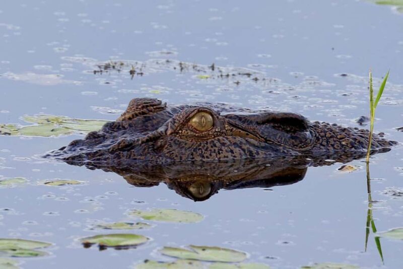 LookAbout Darwin Wetlands Wildlife Premium Tour Max 6 Guests - An In-Depth Look at What This Tour Offers