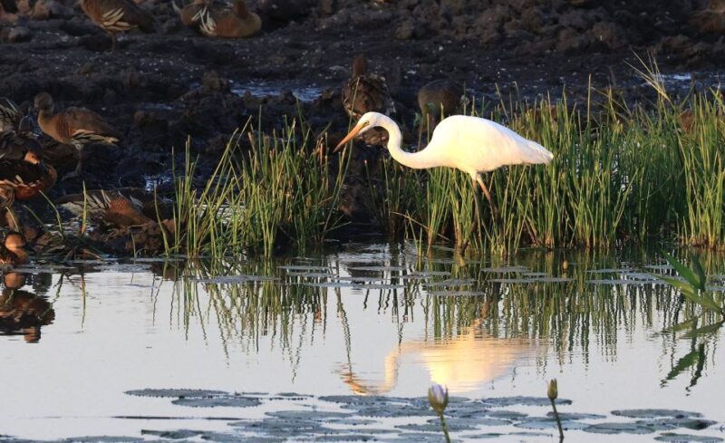 LookAbout Darwin Wetlands Wildlife Premium Tour Max 6 Guests - Who Is This Tour Perfect For?