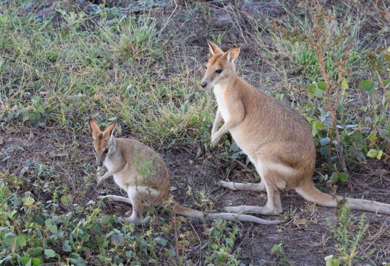 LookAbout Darwin Wetlands Wildlife Premium Tour Max 6 Guests - The Sum Up: Is This Tour Worth It?