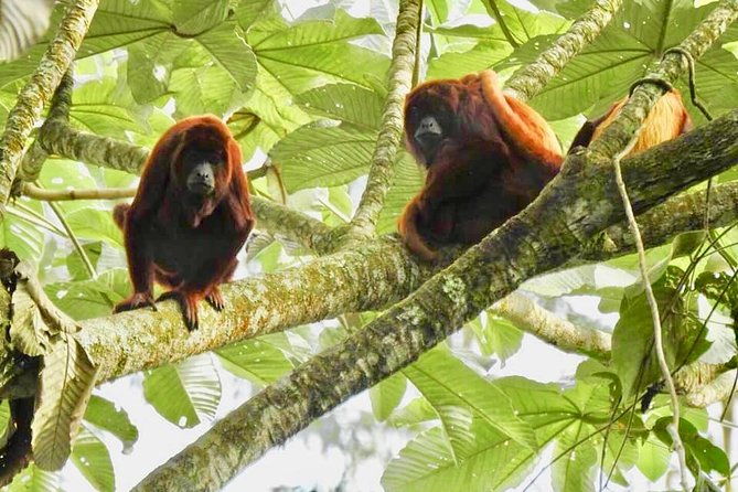 looking-for-the-howler-monkey-in-beards-bremen
