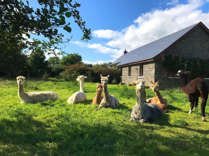Loop Head: Alpaca Experience with Walk and Wool Spinning - A Closer Look at the Loop Head Alpaca Experience