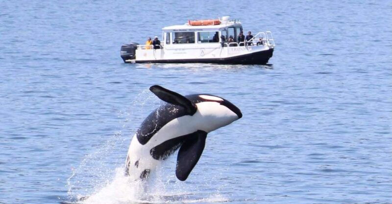 lopez-island-whale-orca-boat-tour