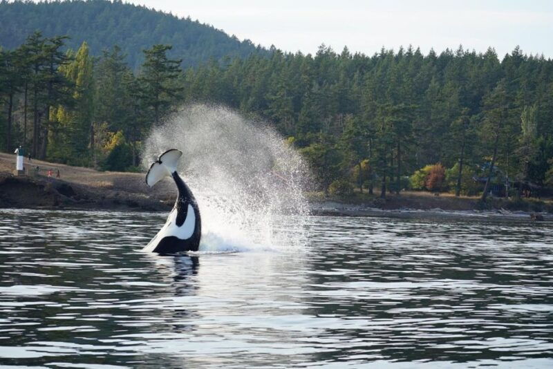 lopez-island-whale-orca-boat-tour