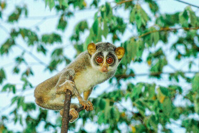 Loris Watching from Sigiriya - Summary