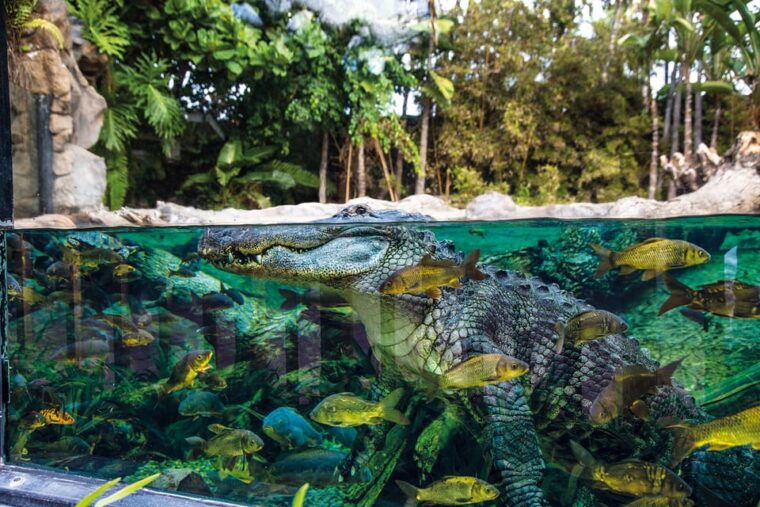 loro-parque-and-siam-park-combined-admission-tickets