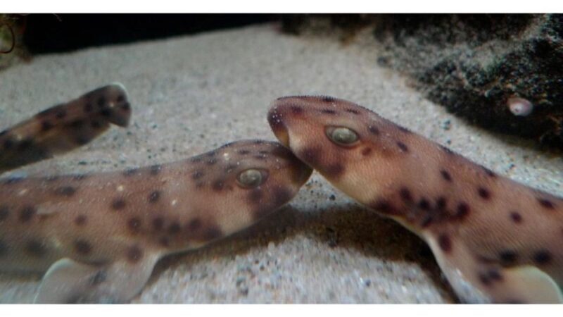 Los Angeles: Heal The Bay Aquarium in Santa Monica - Final Thoughts: Is It Worth It?
