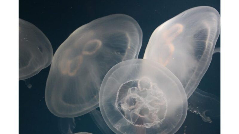 los-angeles-heal-the-bay-aquarium-in-santa-monica