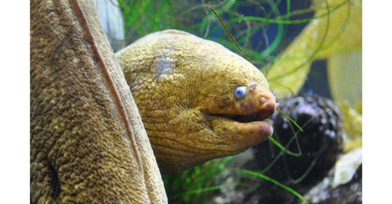 los-angeles-heal-the-bay-aquarium-in-santa-monica