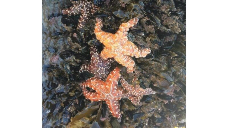 los-angeles-heal-the-bay-aquarium-in-santa-monica