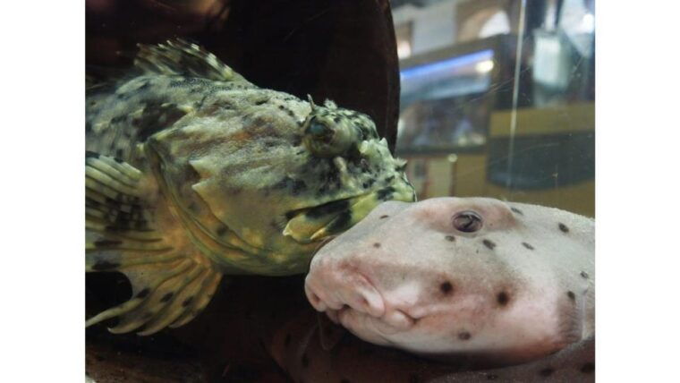 los-angeles-heal-the-bay-aquarium-in-santa-monica