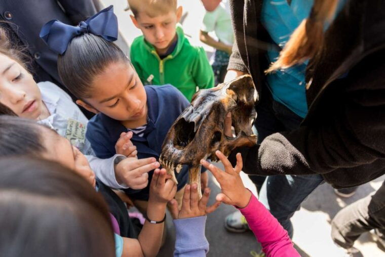 los-angeles-la-brea-tar-pits-museum-ticket