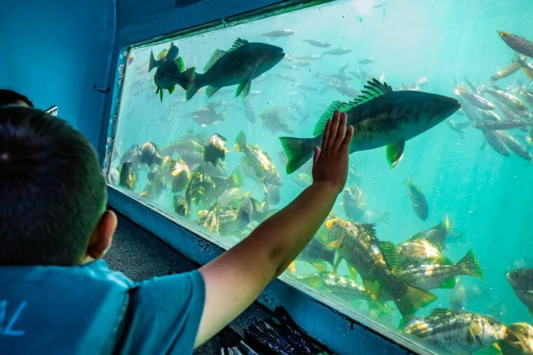 los-angeles-redondo-beach-glass-bottom-boat-cruise