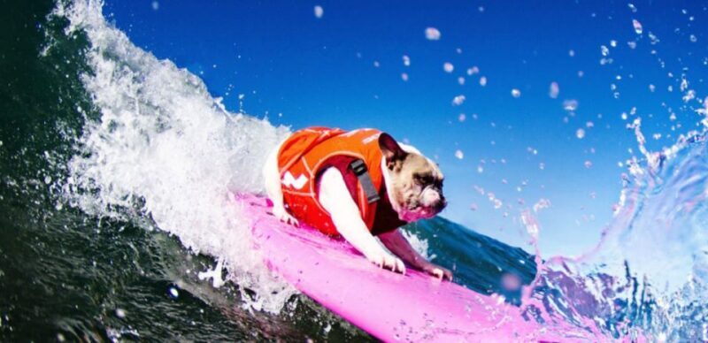 Los Angeles: Surfing Lesson in Venice Beach - What’s Included & Practical Details