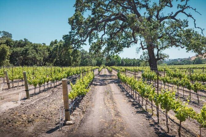 Los Angeles: Wine Experience at Fess Parker Winery by Helicopter - Who Would Enjoy This Tour?  