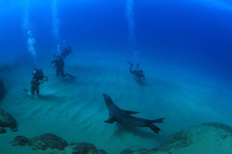 Los Cabos 3-Hour Certified Scuba Diving Tour - An Introduction to this Certified Diving Adventure
