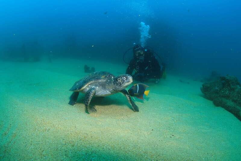 Los Cabos 3-Hour Certified Scuba Diving Tour - The Value of This Experience
