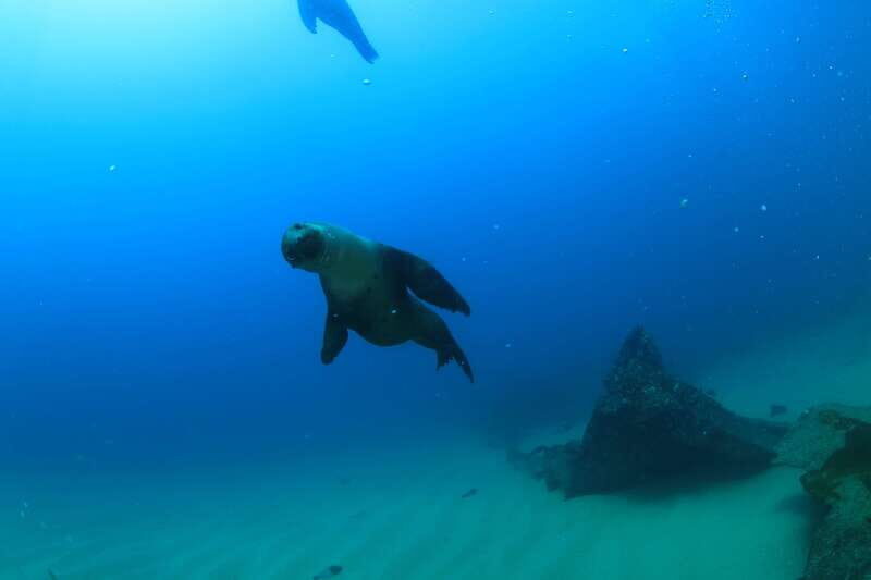 Los Cabos 3-Hour Certified Scuba Diving Tour - FAQ