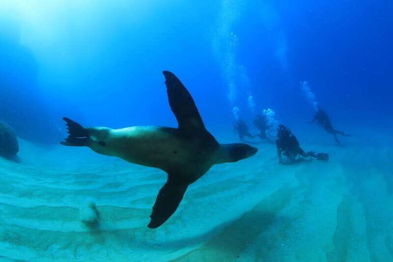 Los Cabos: 3-Hour Introductory Scuba Diving Adventure - Final Thoughts: Is It Worth It?