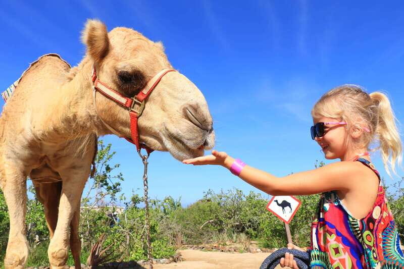 Los Cabos: Arch Tour by Speedboat and Camel Ride on Beach - Who Should Consider This Tour?