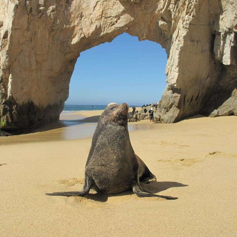 Los Cabos: Glass Bottom Kayak and Snorkel Tour at the Arch - FAQ