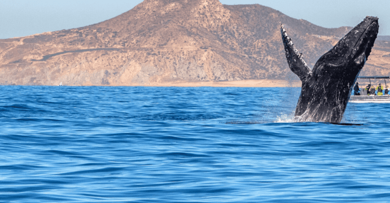los-cabos-whale-watching-by-glass-bottom-boat
