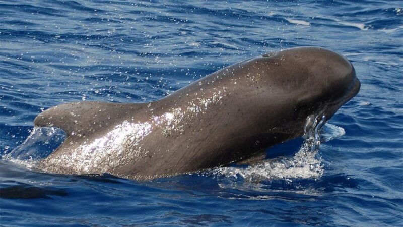los-cristianos-eco-yacht-whale-watching-cruise-with-swim
